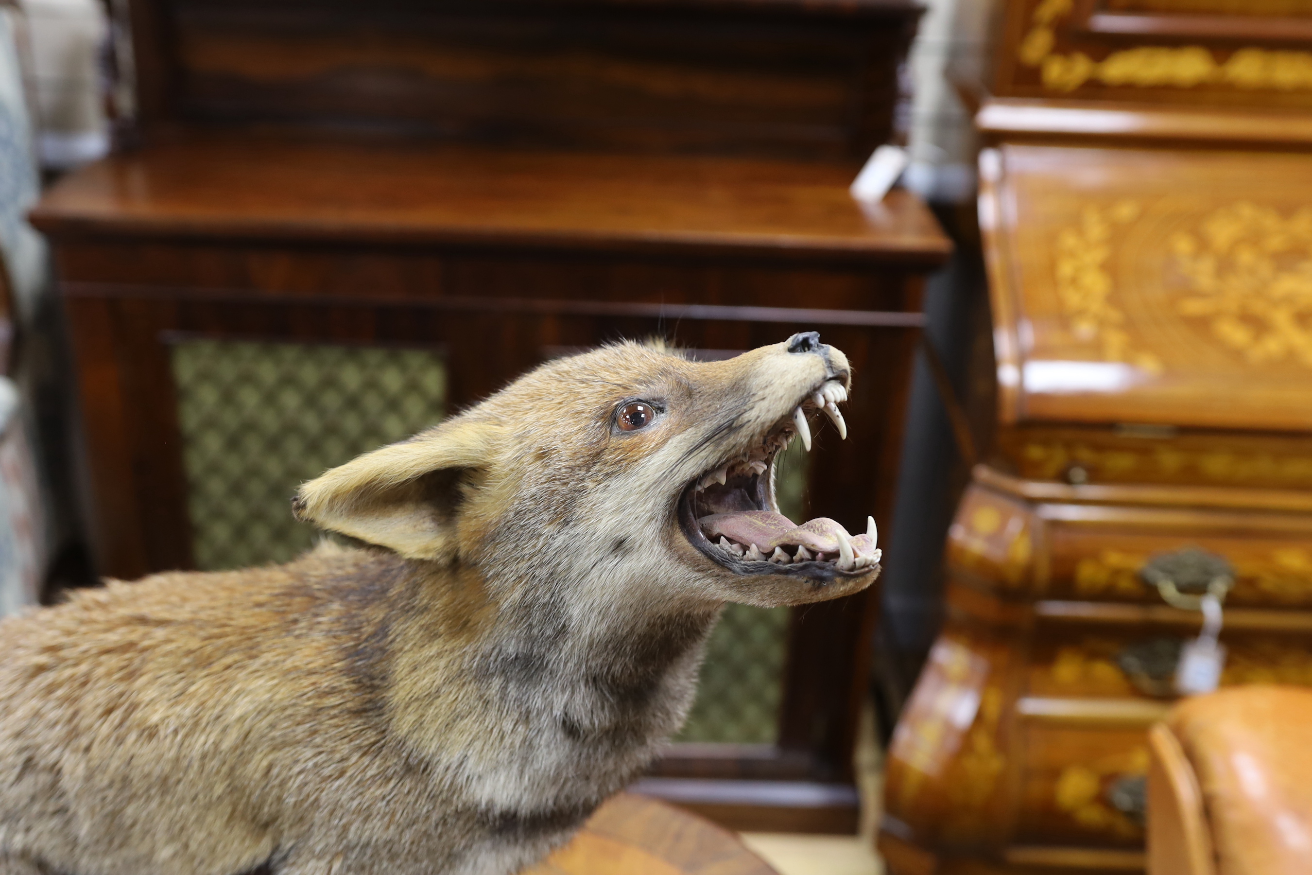 A taxidermy model of a fox on oval wooden stand, 100cms long (from head to tail)